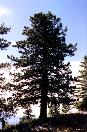 Leecher Mtn. L.O. tree in 1999